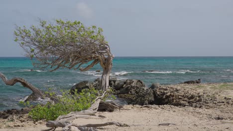 tree blowing in wind on rocky caribbean beach