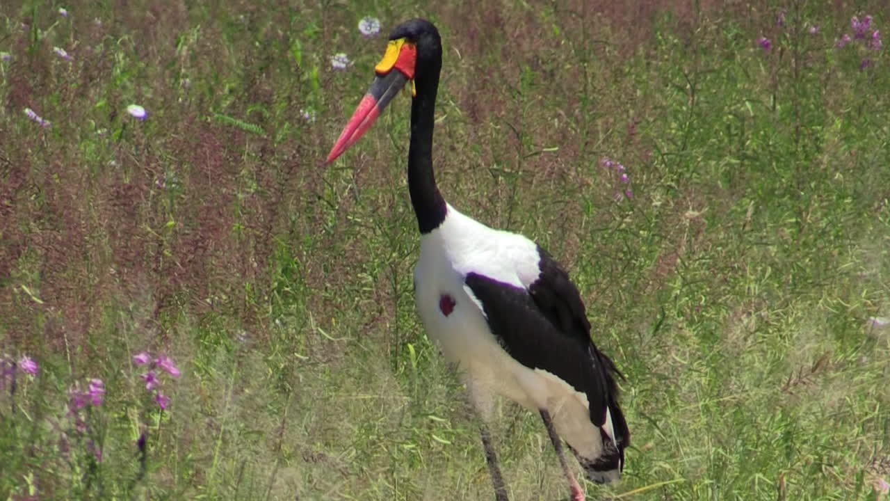 Cicogna sellata immobile in un prato pieno di erbe e fiori