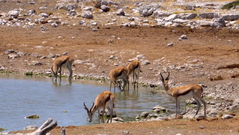 Springbock-Gazellen-Im-Etosha-Nationalpark