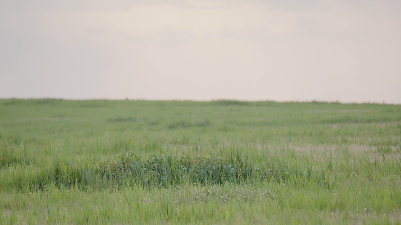 Landscape in a cereal meadow, in La Mancha, Toledo, Spain, with steppe birds, in spring, before the sunset