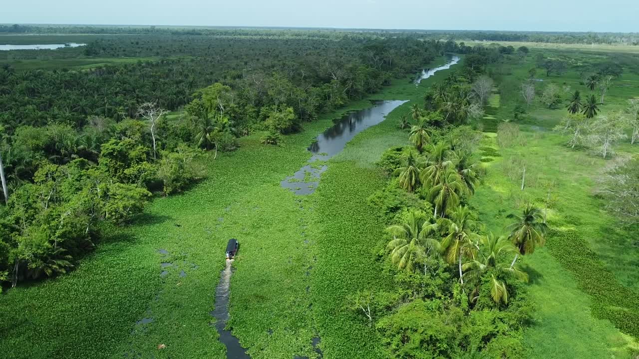 Aerial drone wide view of an adventurous boat crossing a swamp in a river in the Rainforest.