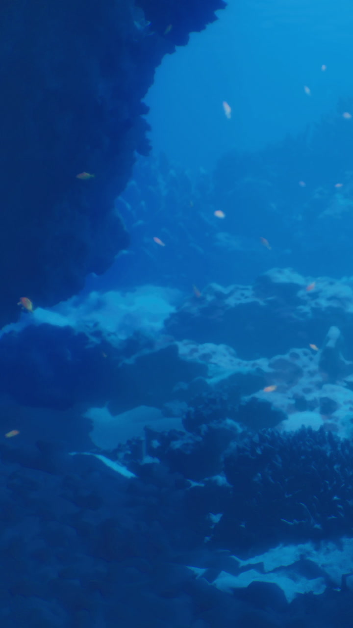 Colorful fish swim among coral reefs in a mesmerizing underwater world