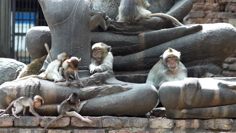 a group of monkey families gathering around an ancient ruin on a hot afternoon in south east asia tropical forest