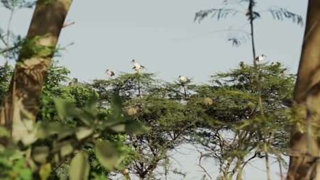 the african sacred ibis perched on a tree in nairobi, kenya