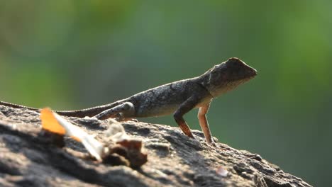 lizar finding for food ..