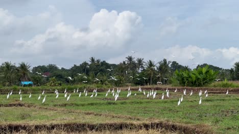 Graceful-White-Herons-Fly-Over-Ubud's-Lush-Rice-Fields-at-Sunrise