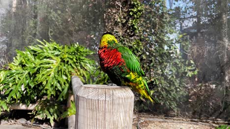 A-beautiful-shot-of-a-Rainbow-Lorikeet-at-the-Aquarium-of-the-Pacific-in-Long-Beach-Ca