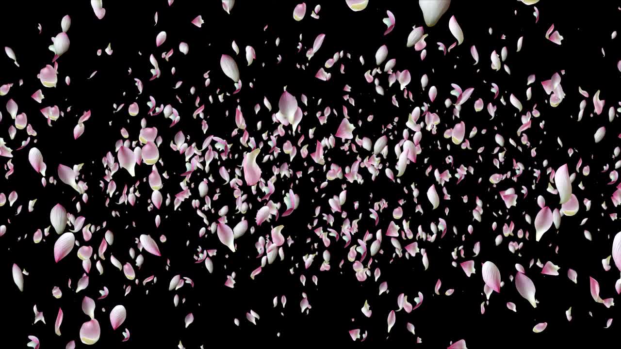 핑크 로터스 비행.