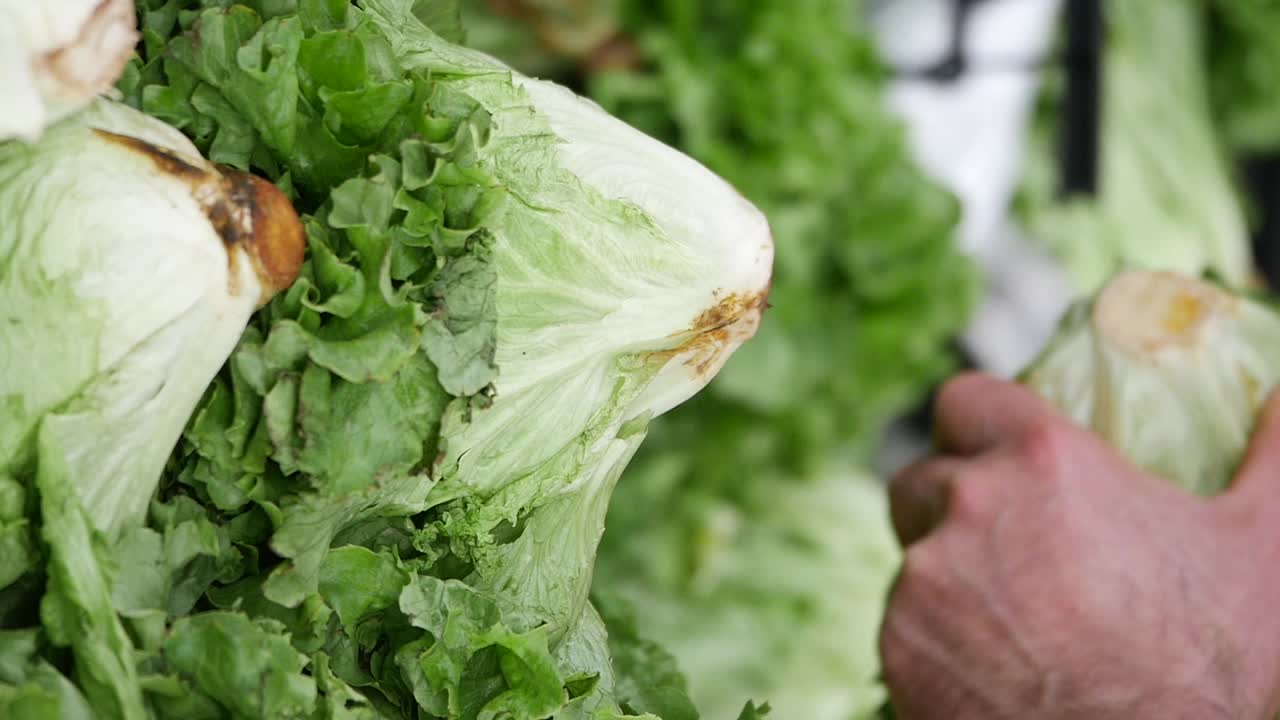 exhibición de lechuga fresca en la tienda de comestibles
