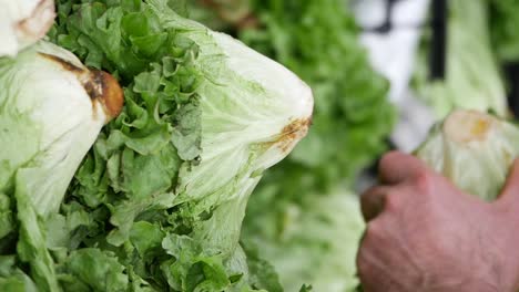 fresh lettuce display at the grocery store