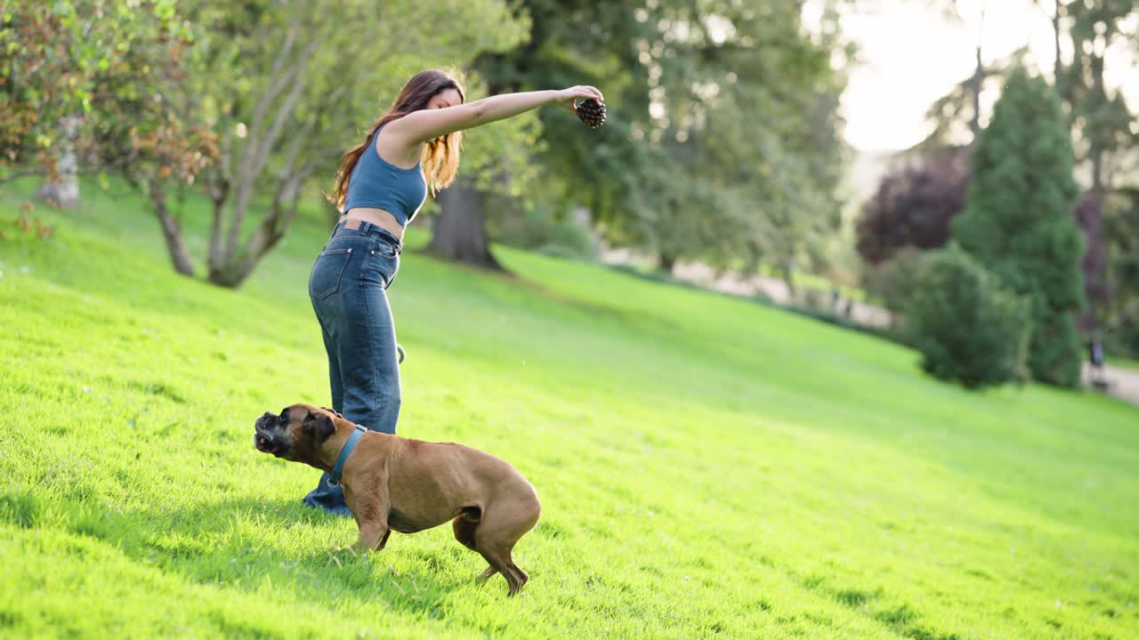 Boxer energico che salta per un giocattolo