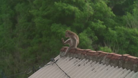 El-Negocio-De-Los-Monos:-Macacos-Salvajes-Deambulando-Por-Los-Tejados