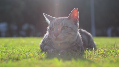 Retrato-De-Un-Hermoso-Gato