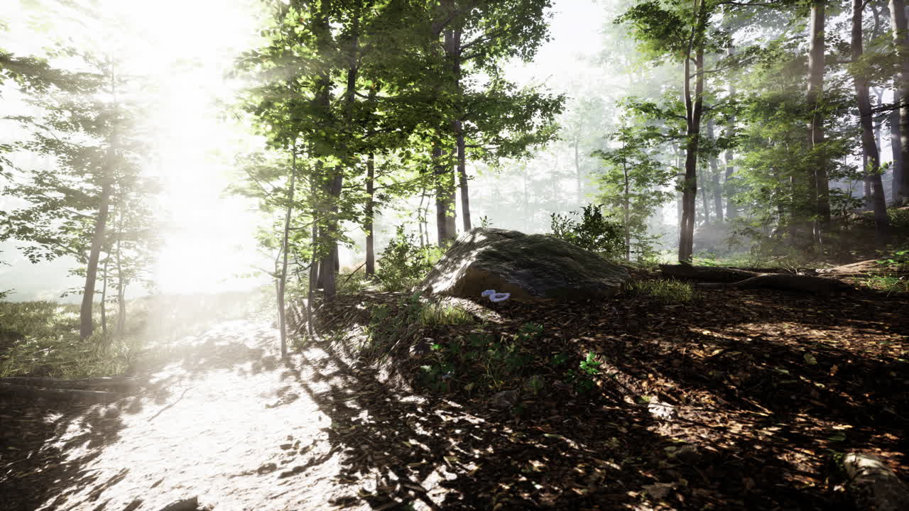sunlight in the green forest in fog at spring time