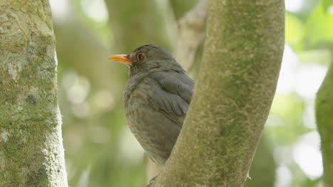 hembra de pájaro negro en el bosque de karori santuario de vida silvestre, wellington, isla del norte, nueva zelanda