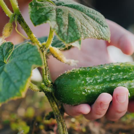 La-Mano-Del-Bebé-Sostiene-El-Pepino-Maduro-Y-Aquí-No-Rasgado.