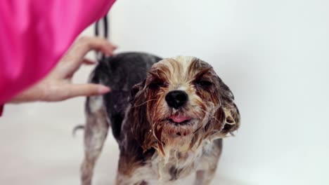 el perro tomando un baño.