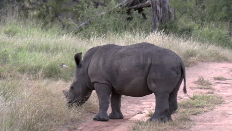 a curious white rhino calf explores a dirt road in the african back country