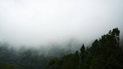 코스타리카의 숲과 산을 흐르는 두꺼운 안개 구름