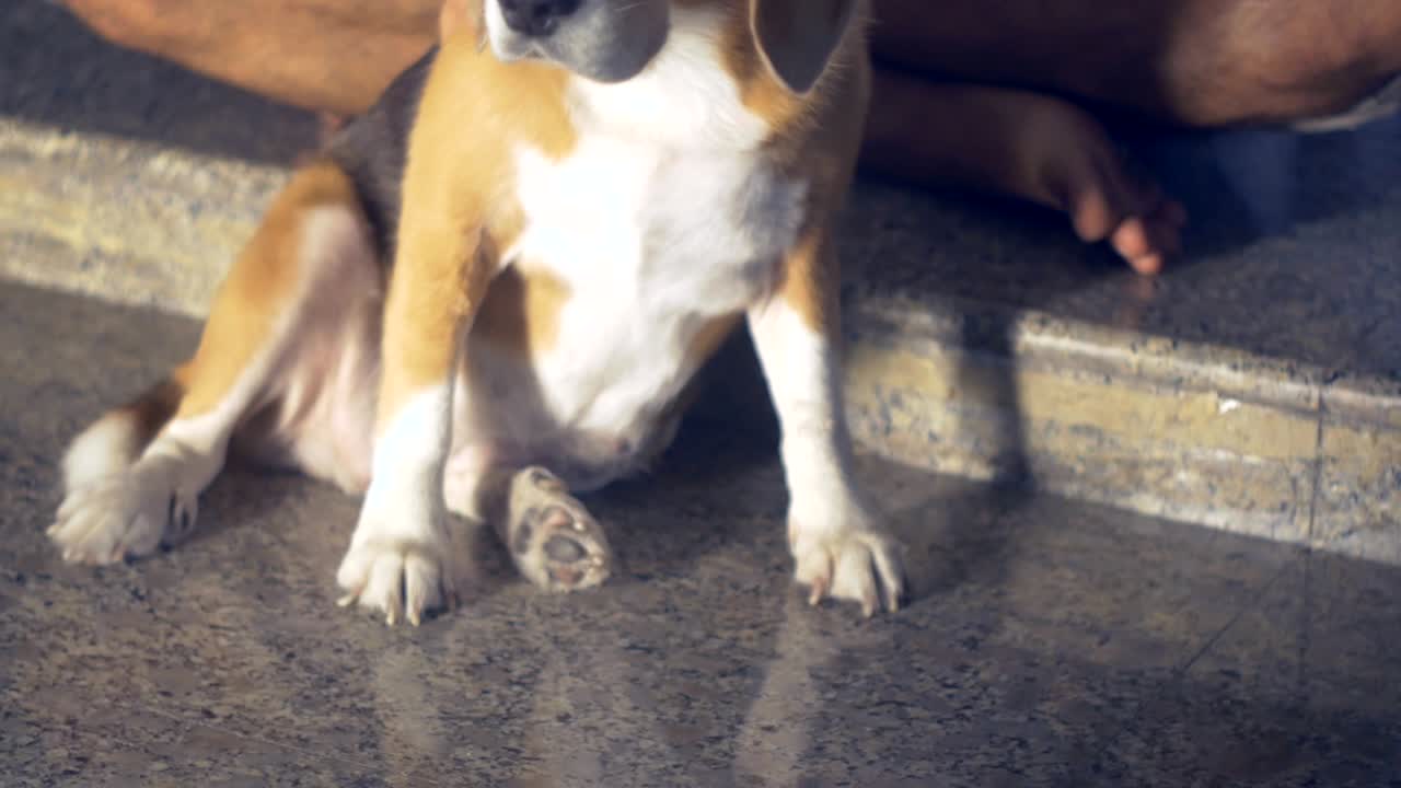 Uomo seduto per terra massaggia il suo cane beagle