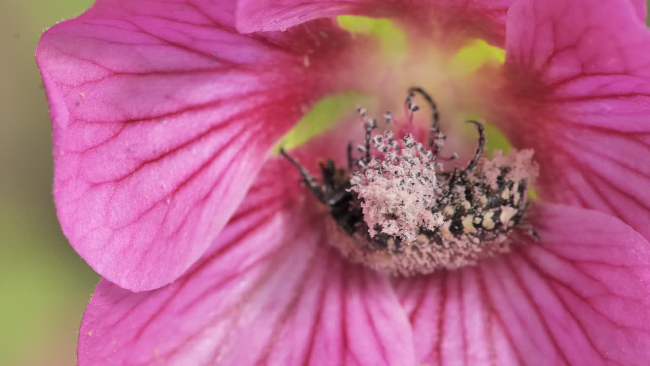 cerca de una flor rosada con un insecto lleno de polen primavera francia