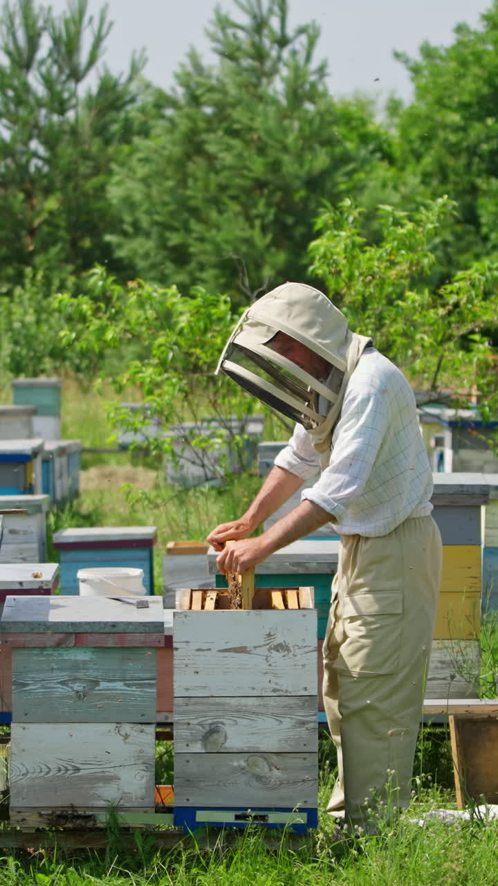 Industrious apiculturist examining the frames picking them from a hive. Man in protective hat shakes off the bees and sweeps them off with a brush. Vertical video