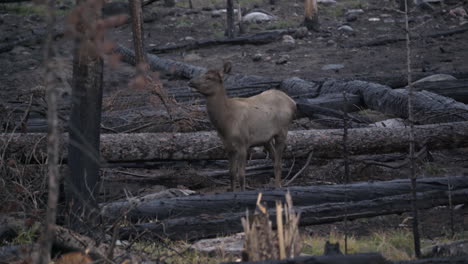 Joven-Ternero-Alce-De-Las-Montañas-Rocosas-Comiendo-Restos-Del-Incendio-Forestal,-4k