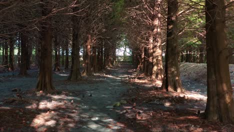 Cinematic-low-flyover-along-a-tranquil-forest-path-lined-with-Bald-Cypress-trees,-under-a-natural-canopy-of-bare-branches,-with-dappled-sunlight-filtering-through-the-deciduous-conifer-forests