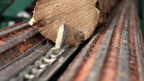 log conveyor pulling log onto automated line for further processing