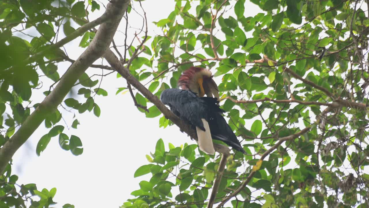 seriamente alcanzando su ala derecha para limpiarse durante una tarde ventosa en el bosque, rhyticeros undulatus, macho, tailandia