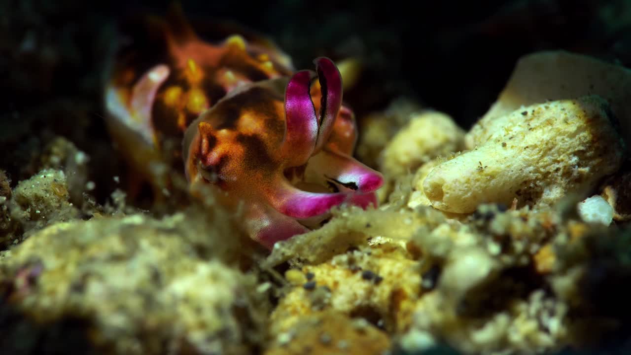 새로 태어난 어린 아기 화려한 오징어 4k 25fps lembeh 인도네시아