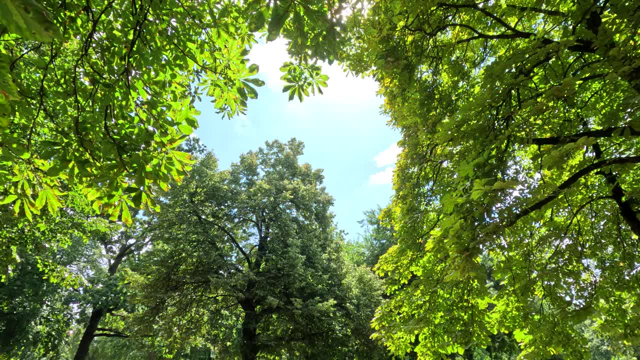 Upward camera movement reveals lush green tree canopy with sunlight streaming through leaves in a Berlin park, captured in bright natural daylight