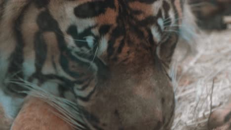 tiger sleeping in slow motion