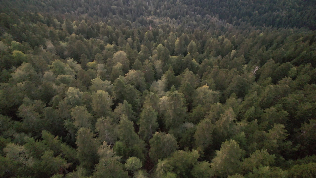 Aerial views of a forest in the french pyrenees at low altitude