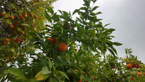 Vista-Cercana-De-Un-Naranjo-Cargado-De-Naranjas-Maduras-En-Nicosia,-Chipre