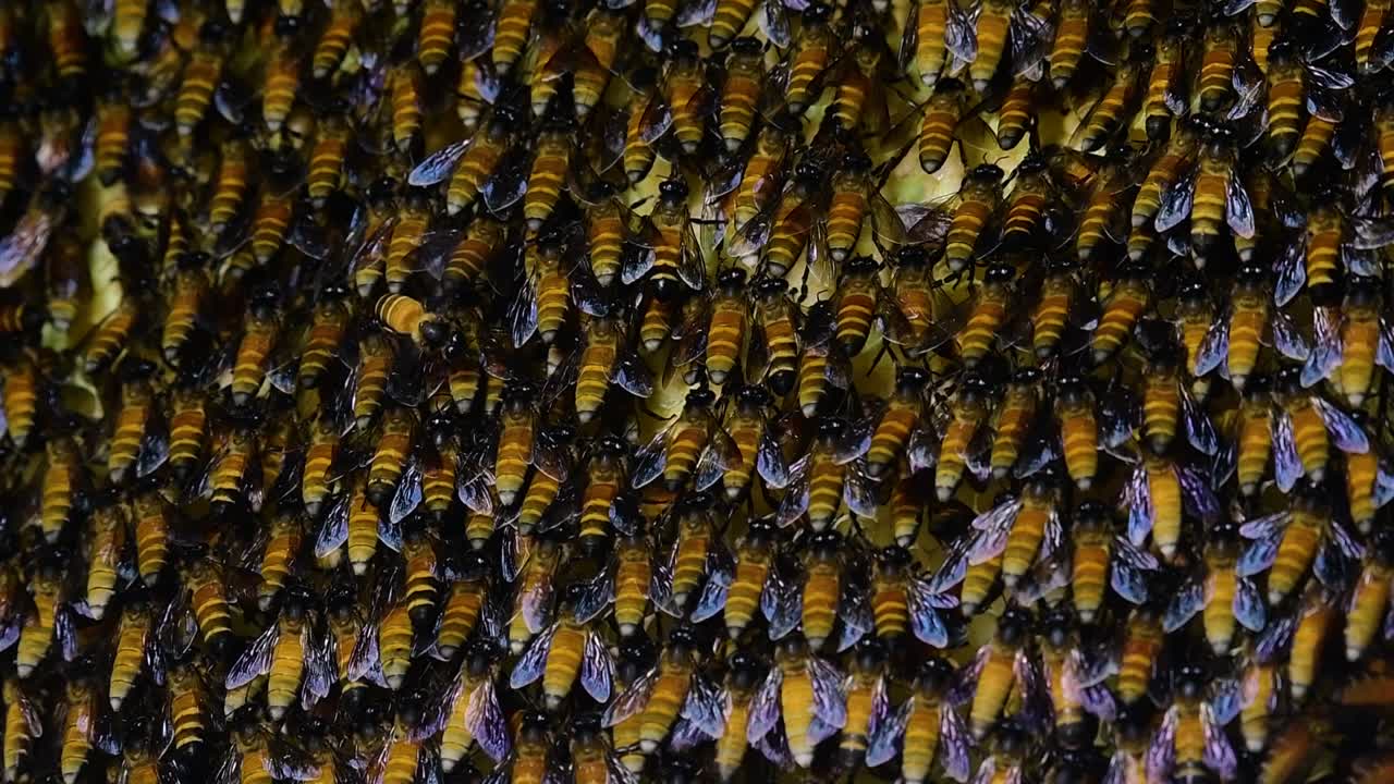 se sabe que las abejas melíferas gigantes construyen grandes colonias de nidos con bolsillos simétricos hechos de cera para almacenar miel como fuente de alimento.