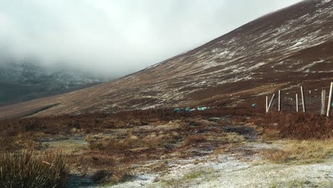 Comeragh-Mountains-Schafe-Ziehen-Im-Winter-Von-Den-Hohen-Bergen-Herunter