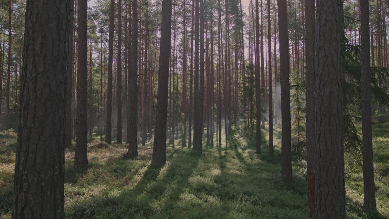 Beautiful pine forest in the morning sunlight with mist hovering between the trees