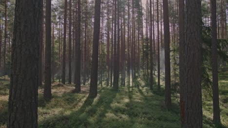 Wunderschöner-Kiefernwald-Im-Morgensonnenlicht-Mit-Nebel,-Der-Zwischen-Den-Bäumen-Schwebt