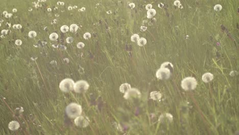 seeding dandelions in meadow blowing in summer breeze