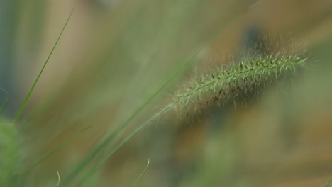 a close-up shot captures the pennisetum alopecuroides, dwarf mountain grass, singly isolated gently moving in a backyard garden as the wind blows through, creating a serene and natural atmosphere