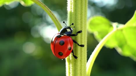 a close-up view of a charming ladybug climbing a green stem, showcasing its distinct red and black coloration against a lush natural background