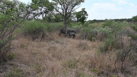 baby-rhinoceros-and-her-mother-in-Hwange-National-Park-in-Zimbabwe,-Africa