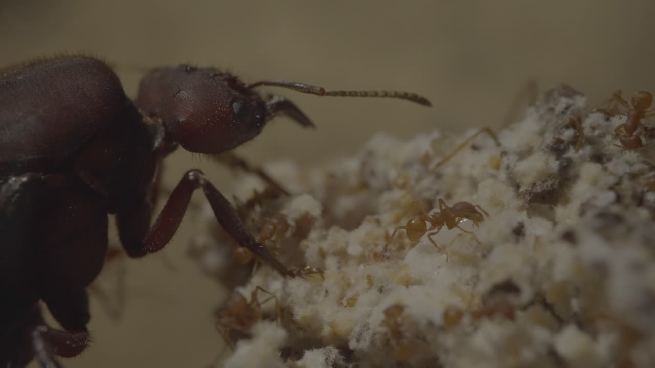 hormiga reina con sus subordinados alrededor - macro shot super closeup hormiga cortadora de hojas