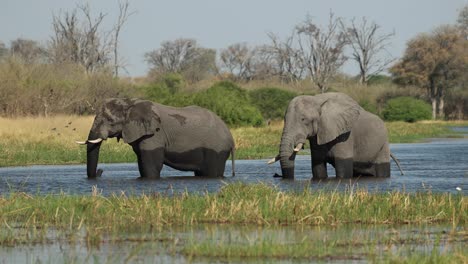 amplio clip de dos toros elefantes refrescándose en el río khwai, botswana