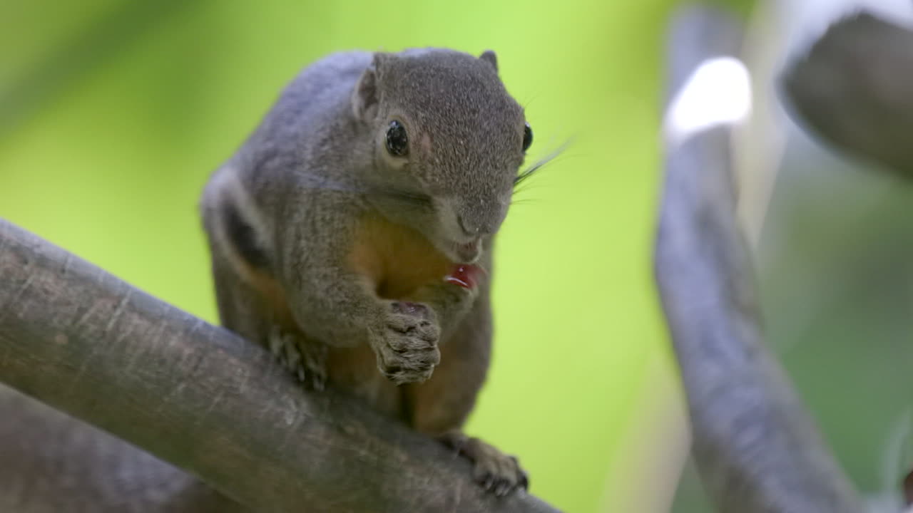 una adorable ardilla de plátano sosteniendo y alimentándose de un pequeño trozo de fruta en una rama de árbol - de cerca