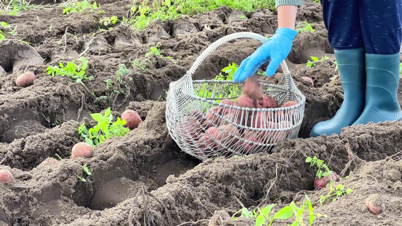 Primo piano di un agricoltore con guanti che ripone patate fresche in un cesto di vimini poggiato sul terreno arato. Ideale per spot pubblicitari agricoli, filiere alimentari e media dedicati all'agricoltura