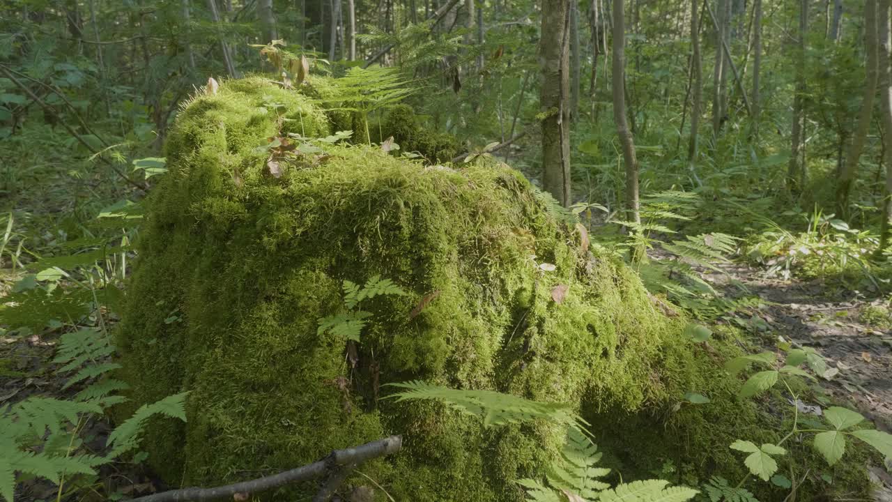 tronco de árbol cubierto de musgo en un bosque