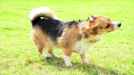 Corgi-Hund-Schüttelt-Wasser-Ab