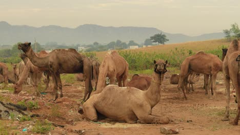 Camellos-En-La-Feria-De-Pushkar,-También-Llamada-Feria-De-Camellos-De-Pushkar-O-Localmente-Como-Kartik-Mela,-Es-Una-Feria-Ganadera-Y-Cultural-Anual-De-Varios-Días-Que-Se-Celebra-En-La-Ciudad-De-Pushkar,-Rajasthan,-India.